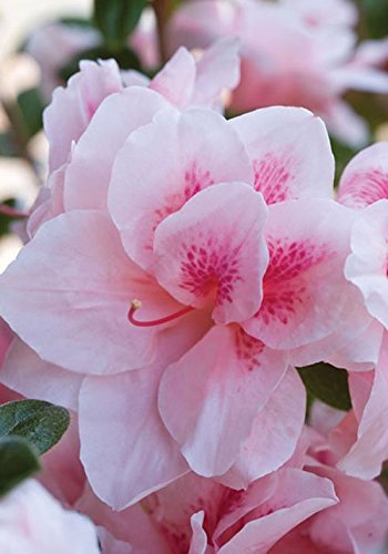 Plants for Dallas - Your Source for the Best Landscape Plant